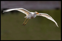 Western Cattle Egret
