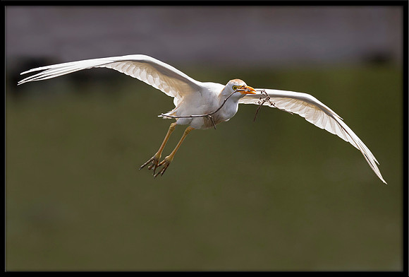 Western Cattle Egret
