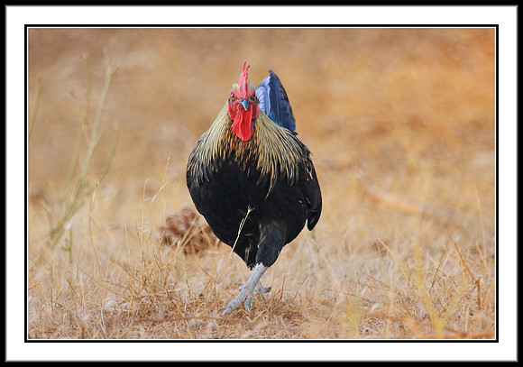 Red Junglefowl