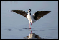 Black-necked Stilt