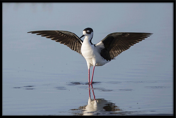 Black-necked Stilt