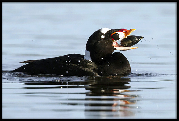 Surf Scoter eating clam