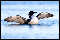 Common Loon