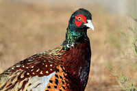 Ring-necked Pheasant