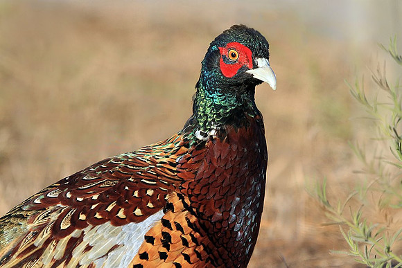 Ring-necked Pheasant