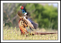 Ring-necked Pheasant