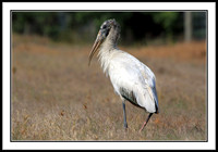 Wood Stork