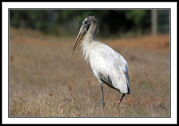Wood Stork