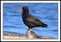 Black Oystercatcher