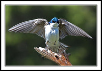 Tree Swallow
