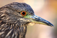 Black-crowned Night Heron - juvenile
