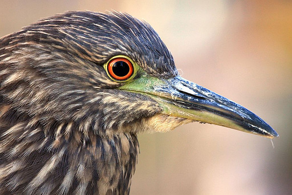 Black-crowned Night Heron - juvenile