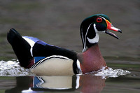 Wood Duck