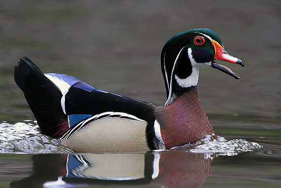 Wood Duck