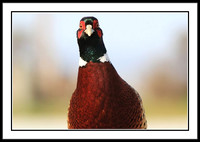 Ring-necked Pheasant