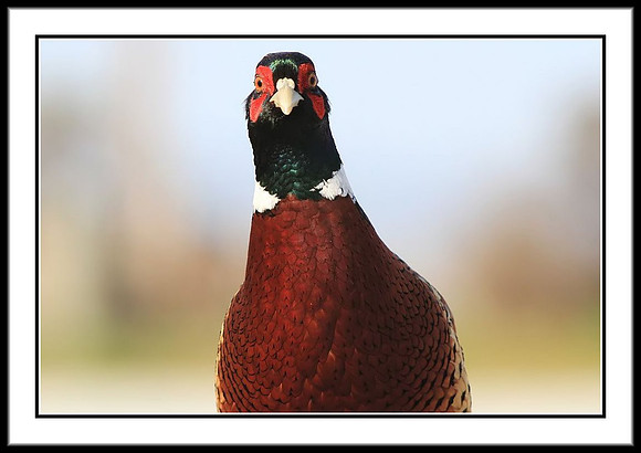 Ring-necked Pheasant