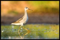 Wilson's Phalarope