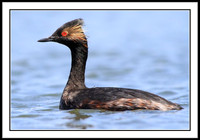 Eared Grebe