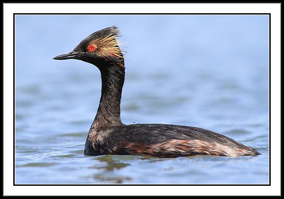 Eared Grebe