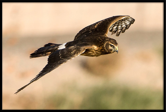 Northern Harrier