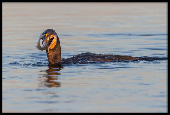 Cormorant