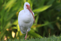 White Ibis resting on one foot