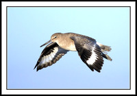 Willet