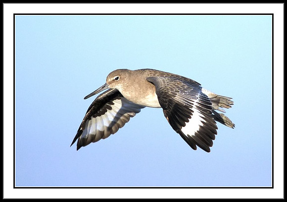 Willet