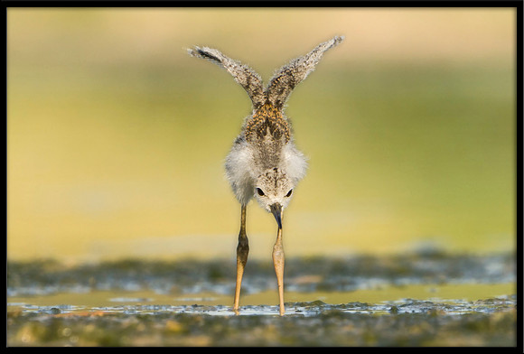 Black-necked Stilt chick