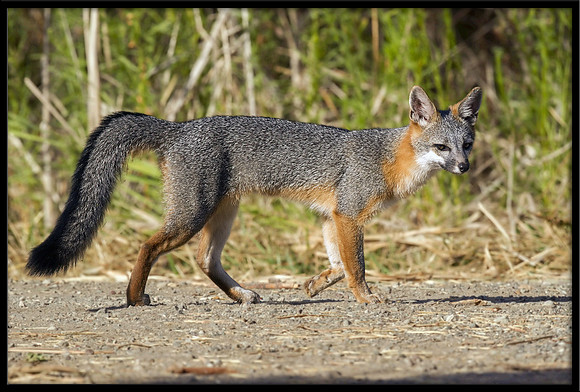 Grey Fox