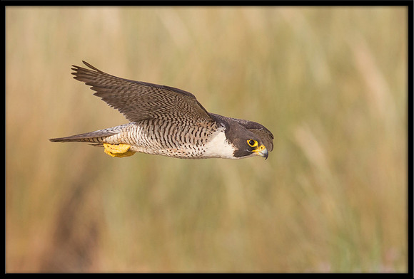 Peregrine Falcon
