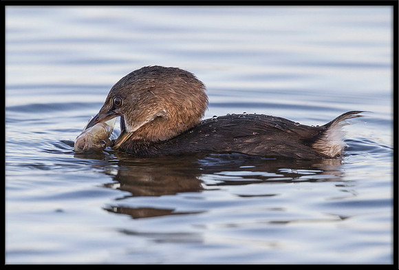 Pied-billed Grebe