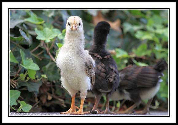 Chicks