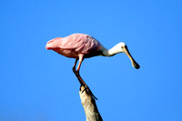 Roseate Spoonbill