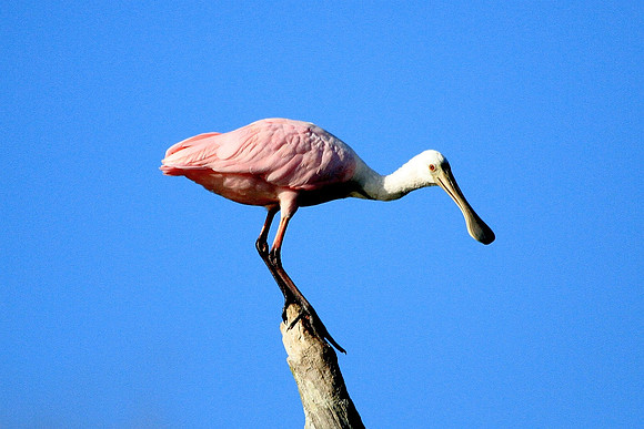 Roseate Spoonbill