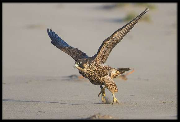 Peregrine Falcon chick