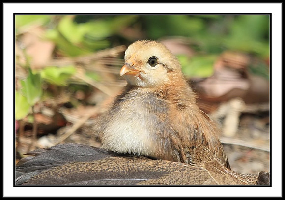 Chick