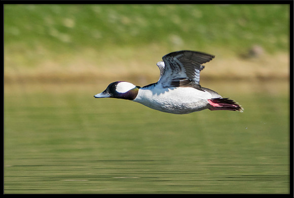 Bufflehead