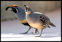 Gambel's Quail