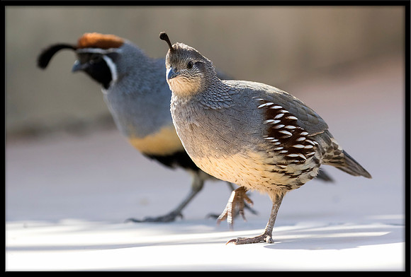 Gambel's Quail
