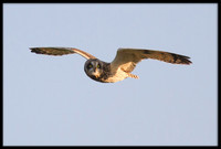 Short-eared Owl