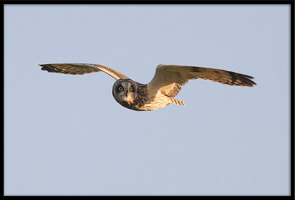 Short-eared Owl