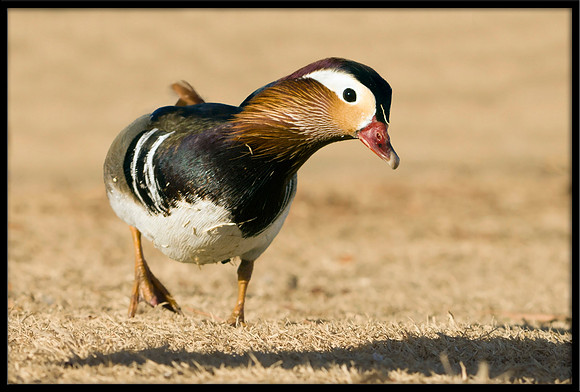 Mandarin Duck