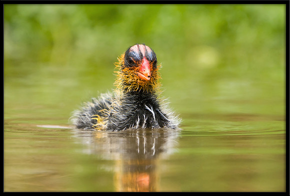 Coot chick