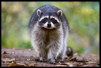 Raccoon