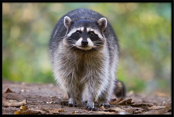 Raccoon