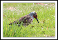 Northern Flicker