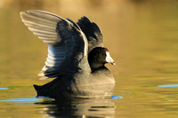 Coot