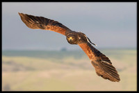 Harris's Hawk