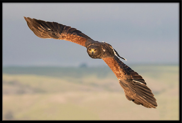 Harris's Hawk